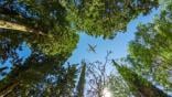 airplane over trees